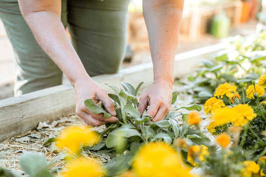 Let the garden care for you