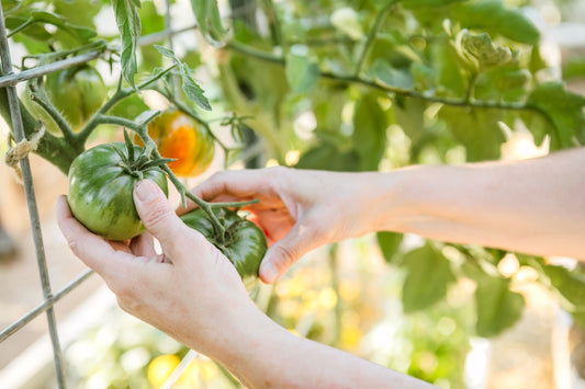 Making The Most of Garden Goodness (Marinated Cherry Tomatoes)