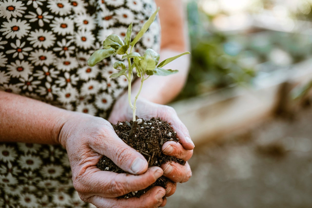 a close up of the owner's hands holding a happy seedling growing in rich soil