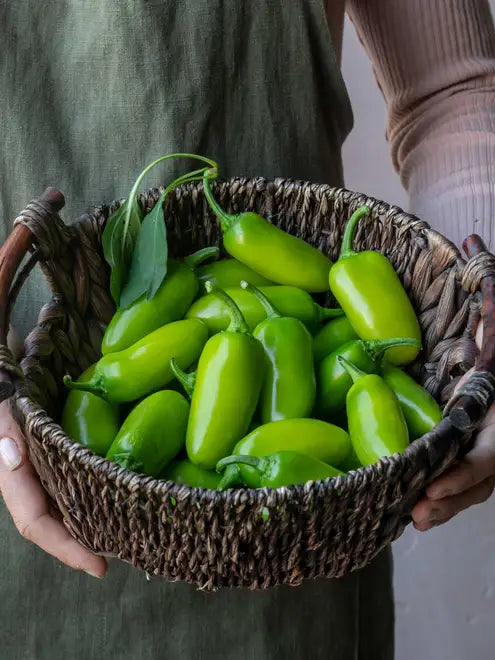 basket full of fresh jalapeno peppers